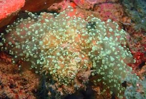 Frogspawn Corals (Fimbriaphyllia divisa, Euphyllia divisa)