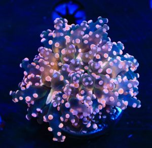 Pink Frogspawn Corals (Fimbriaphyllia divisa, Euphyllia divisa)